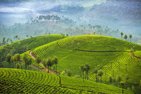 Best places to visit in Kerala-Munnar